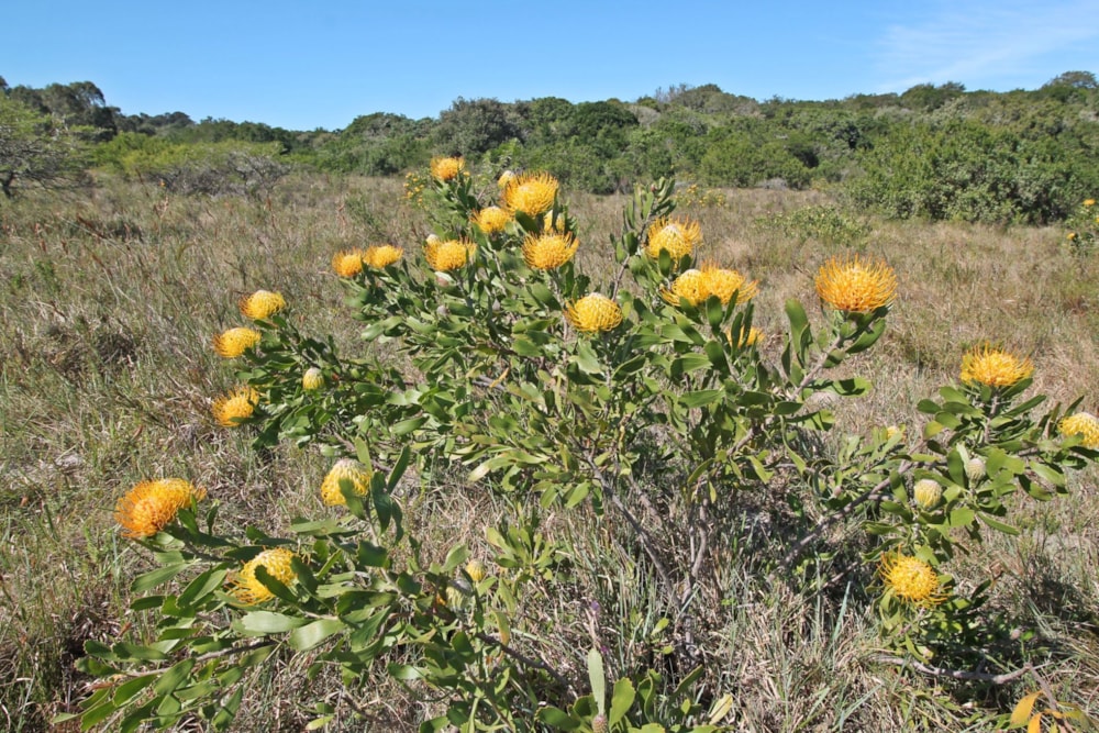 Farm vacant land for sale in Bathurst - 1PF1626843