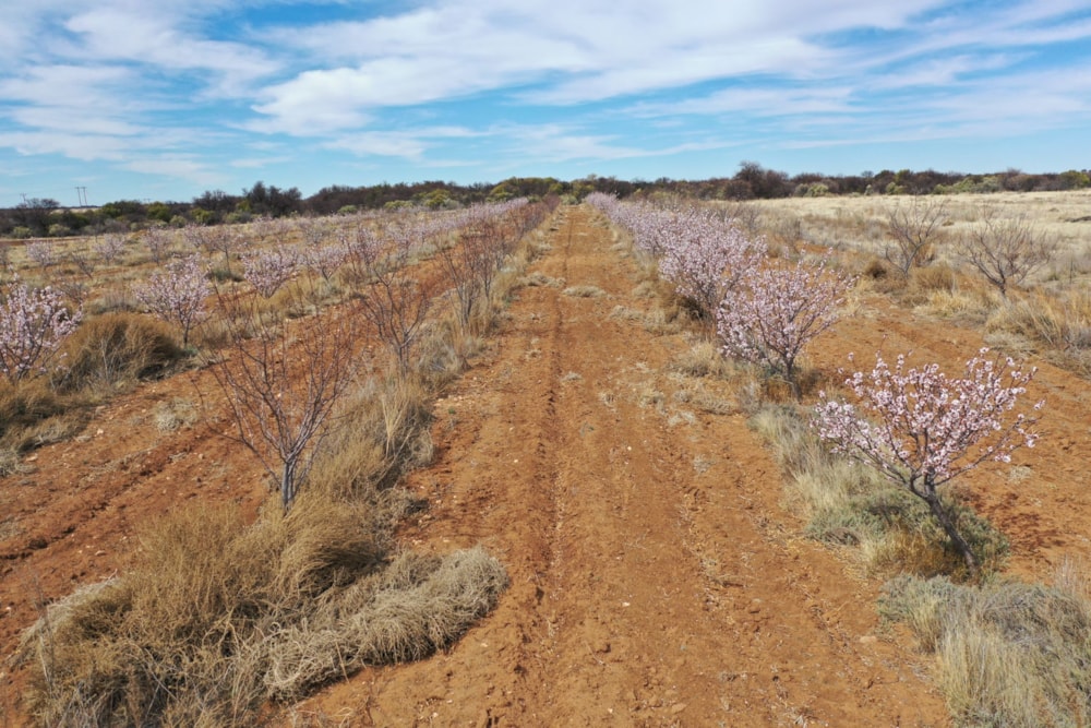 Mixed use farm for sale in Reivilo, North West Province - 1RN1627451 Mixed use farm for sale in Reivilo, North West Province - 1RN1627451