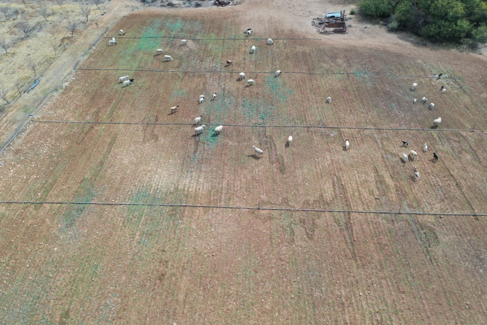 Mixed use farm for sale in Reivilo, North West Province - 1RN1627451 Mixed use farm for sale in Reivilo, North West Province - 1RN1627451