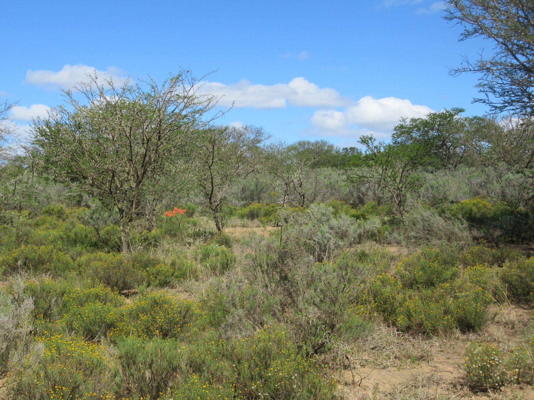 Farm vacant land for sale in Riebeek East, Grahamstown, Makhanda - 1GC1628797
