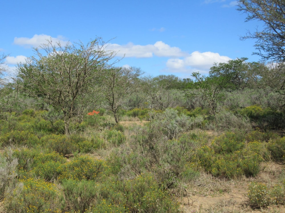Farm vacant land for sale in Riebeek East, Grahamstown, Makhanda - 1GC1628797