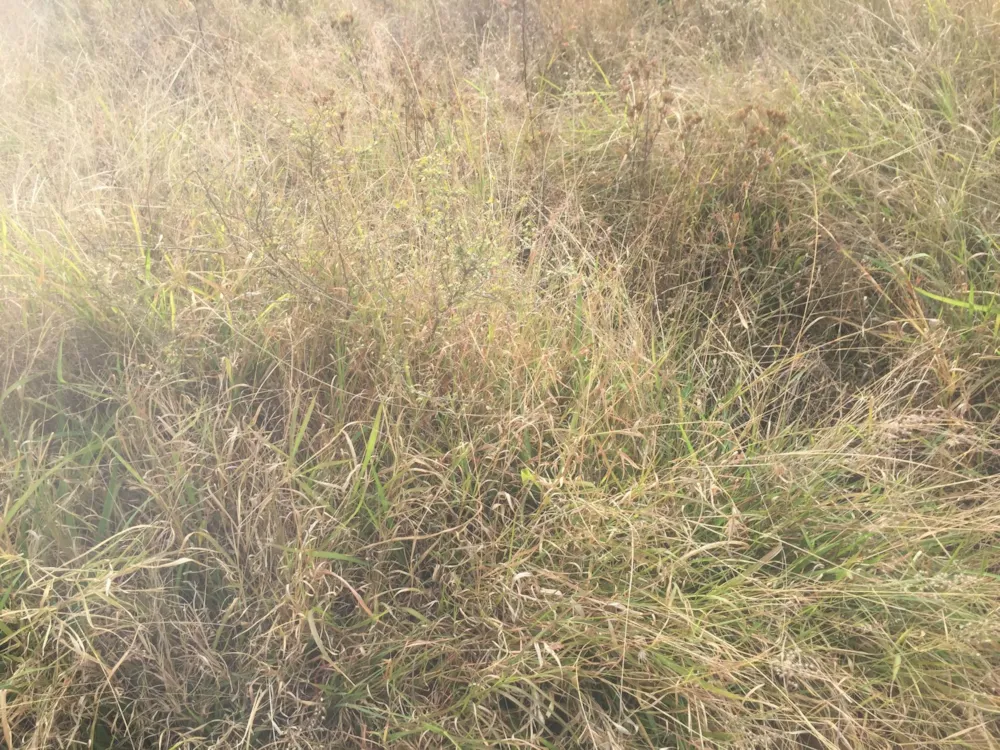 Vacant land for sale in Ohrigstad - 1LY1629914