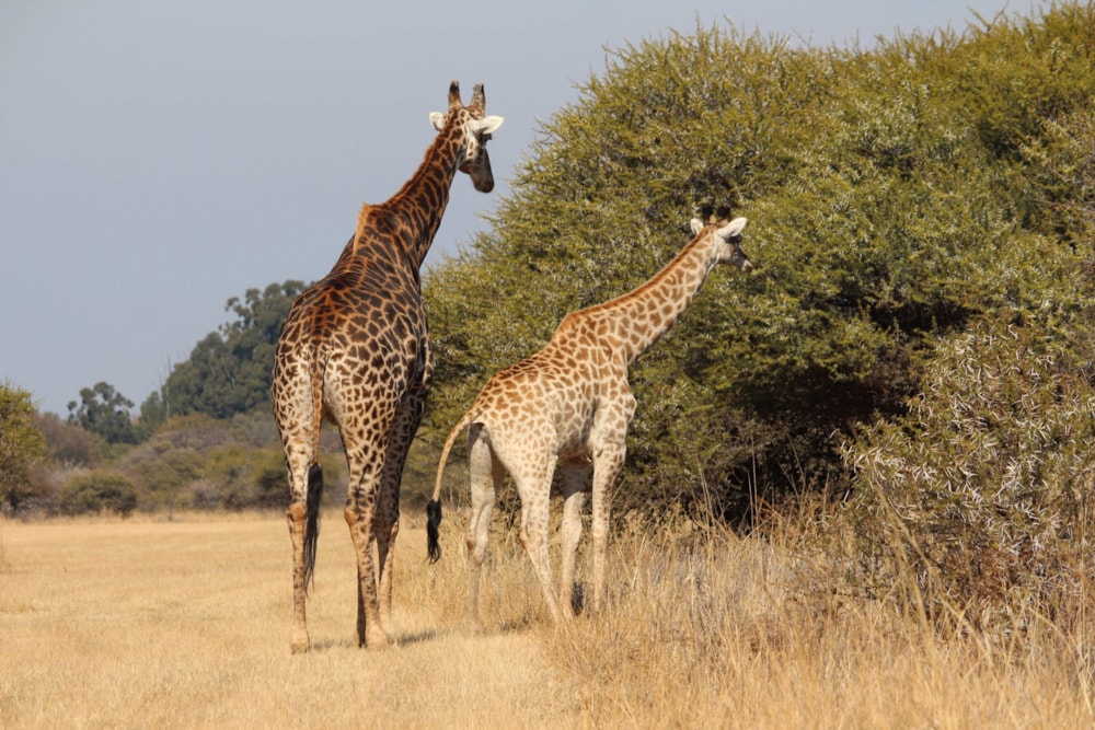 Security estate home for sale in Bela Bela Rural - 1MDM1630011