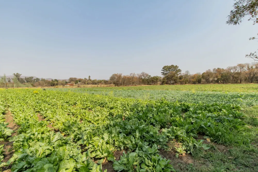 Smallholding for sale in Skeerpoort - 1HR1628767
