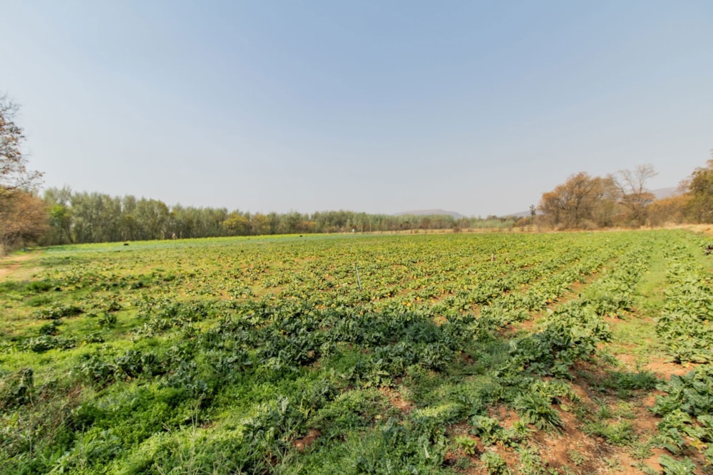 Smallholding for sale in Skeerpoort - 1HR1628767 Smallholding for sale in Skeerpoort - 1HR1628767