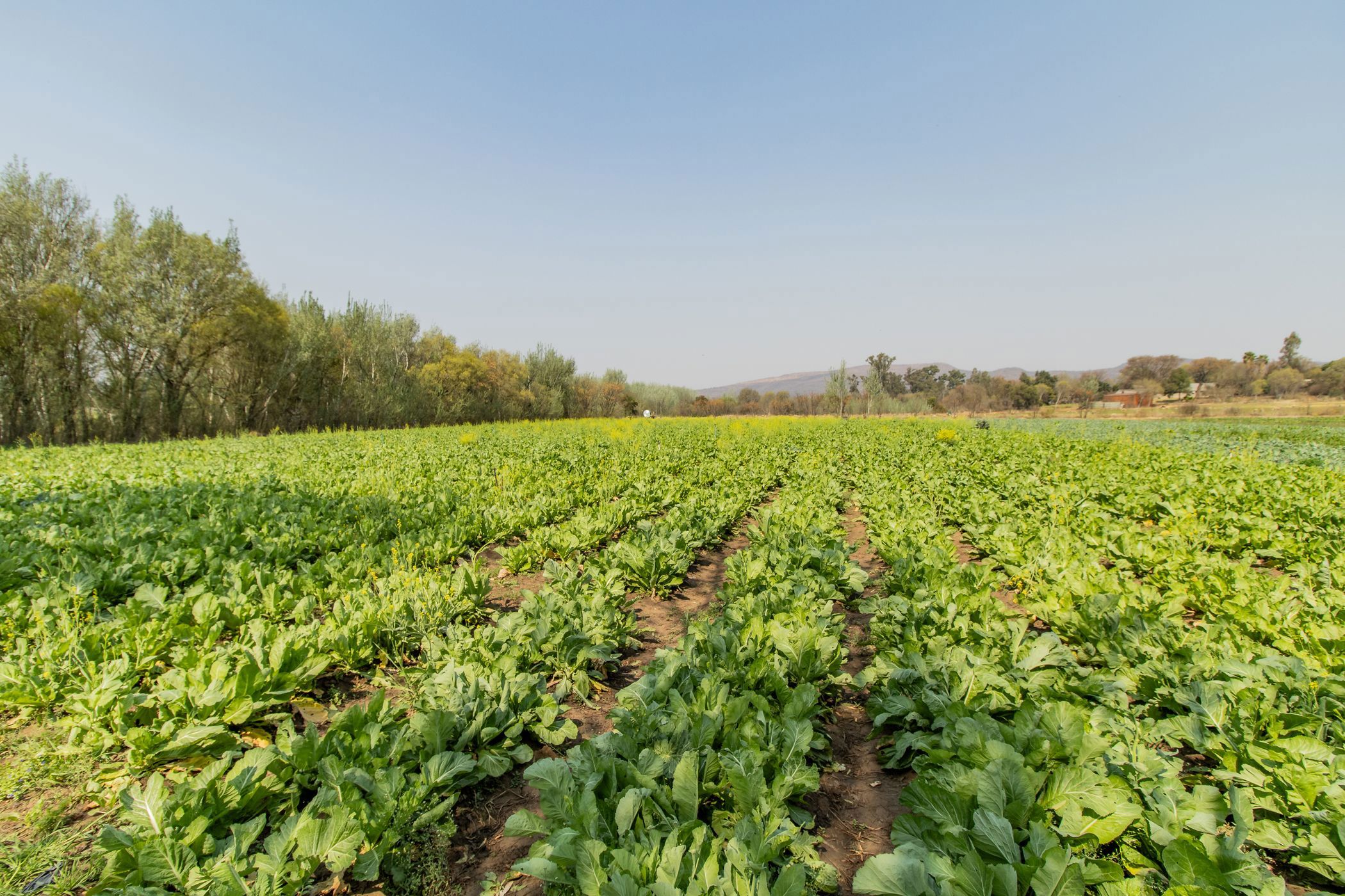 Smallholding for sale in Skeerpoort - 1HR1628767