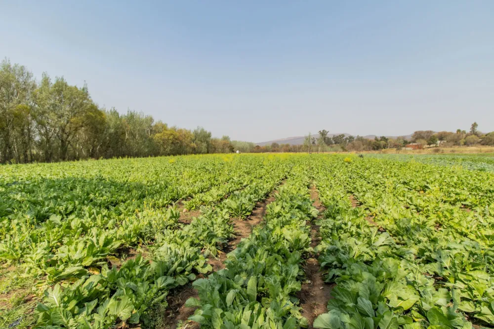 Smallholding for sale in Skeerpoort - 1HR1628767