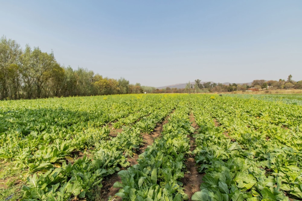 Smallholding for sale in Skeerpoort - 1HR1628767 Smallholding for sale in Skeerpoort - 1HR1628767