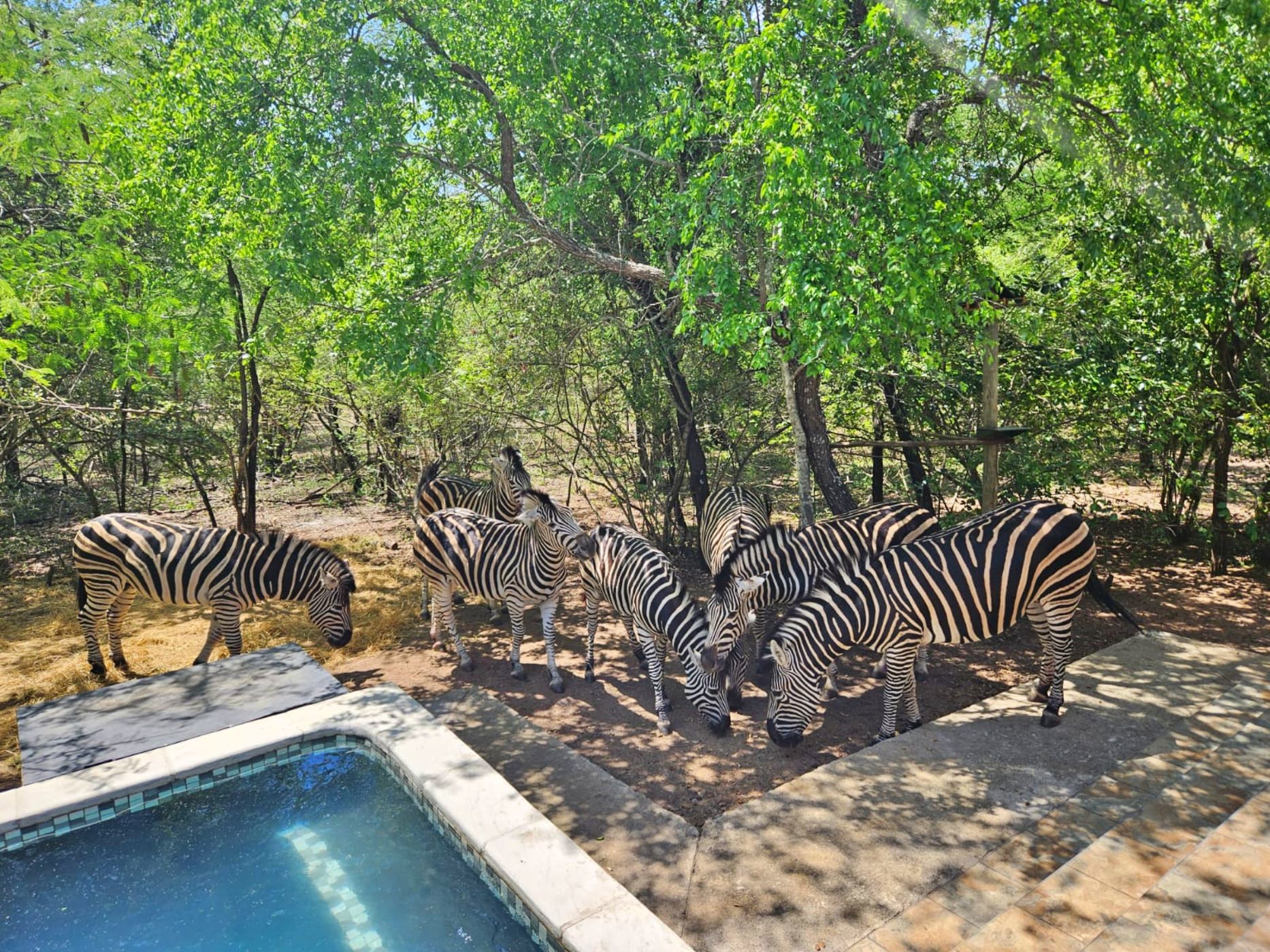 House to rent in Marloth Park - 1NK1634469