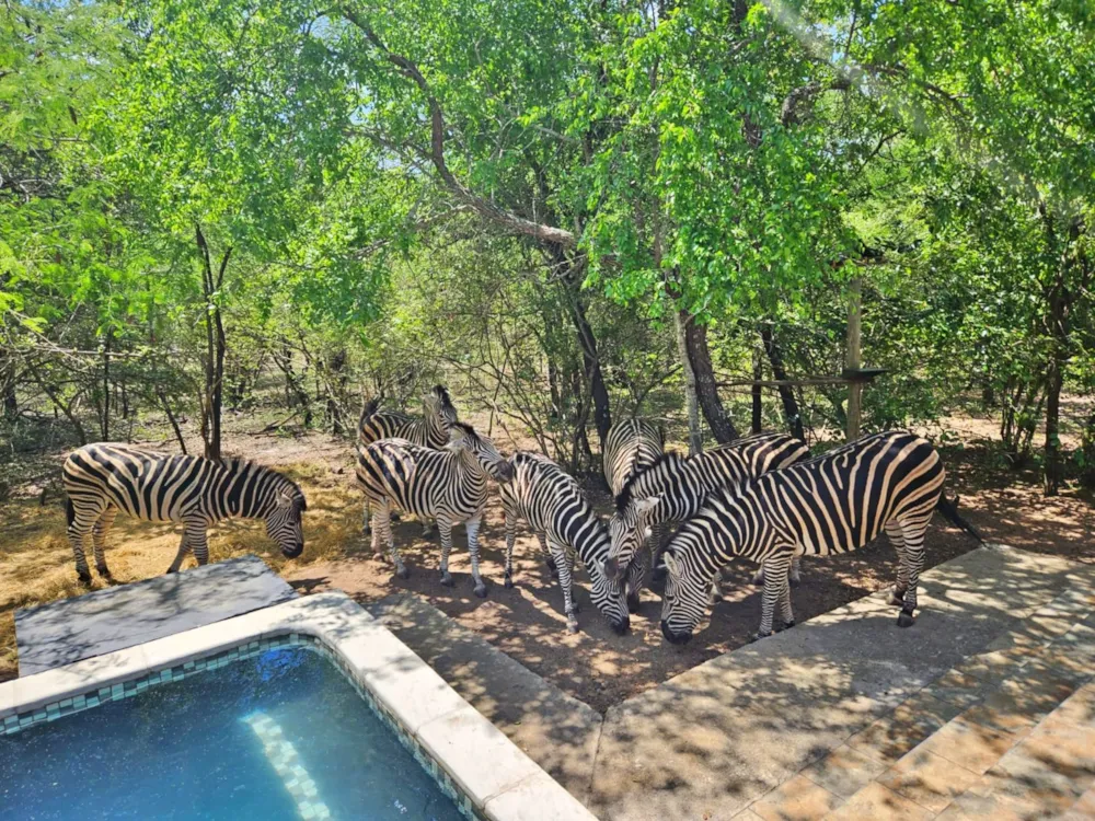House to rent in Marloth Park - 1NK1634469 House to rent in Marloth Park - 1NK1634469