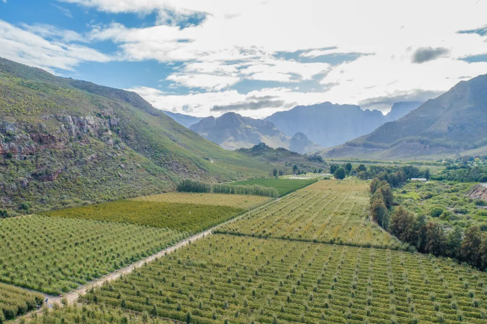 Fruit farm for sale in Franschhoek Rural - FWI1614621 Fruit farm for sale in Franschhoek Rural - FWI1614621