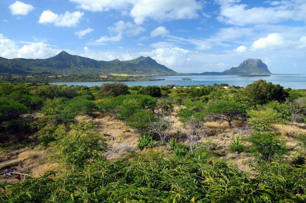 Residential vacant land for sale in Petite Riviere Noire, Mauritius - MUR1619781