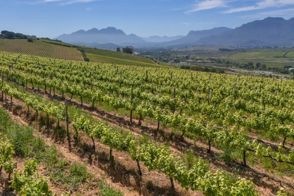Wine farm sold in Stellenbosch Farms - ST1628031 Wine farm sold in Stellenbosch Farms - ST1628031