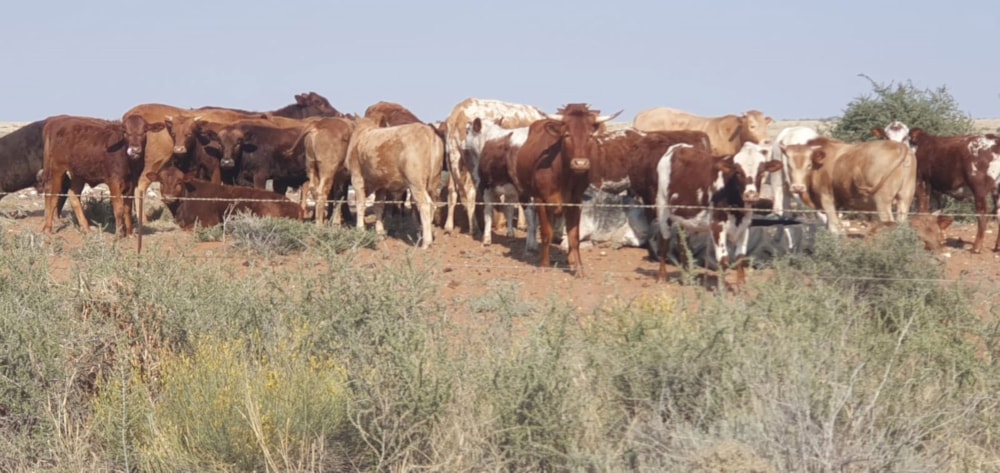 Livestock farm for sale in Hopetown - 1KJ1632573 Livestock farm for sale in Hopetown - 1KJ1632573