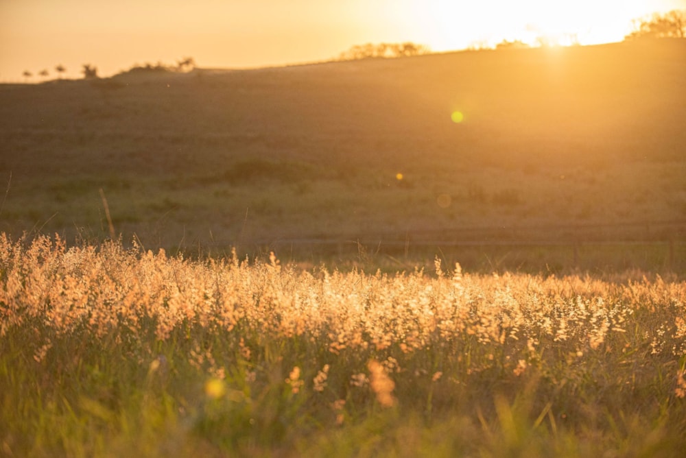 Residential vacant land for sale in Seaton Estate - 1BD1631753