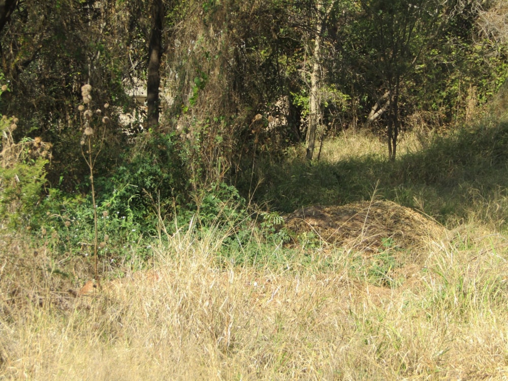 Residential vacant land for sale in Thabazimbi - 1ER1632501