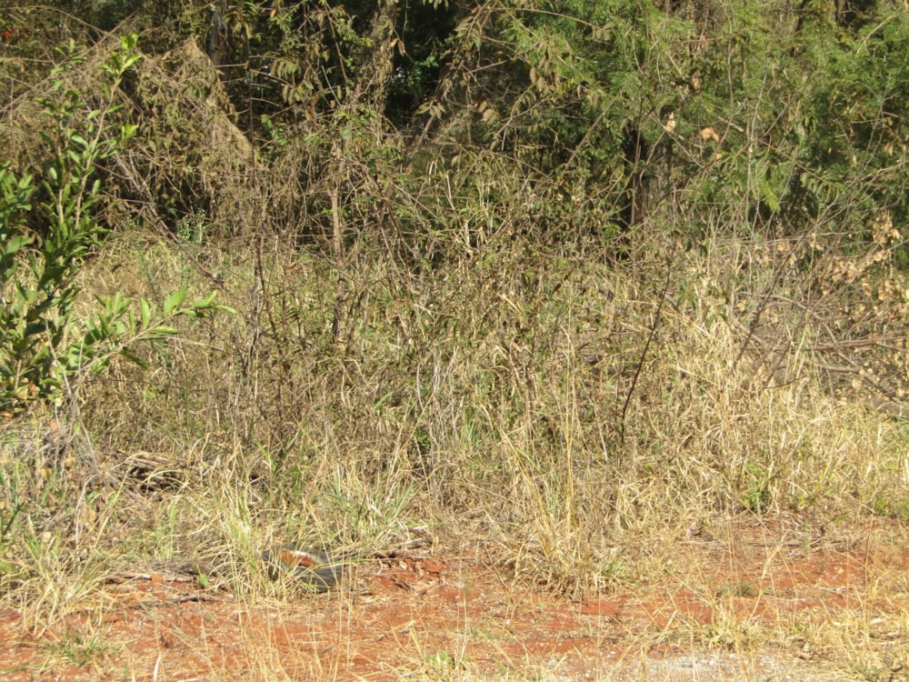 Residential vacant land for sale in Thabazimbi - 1ER1632501