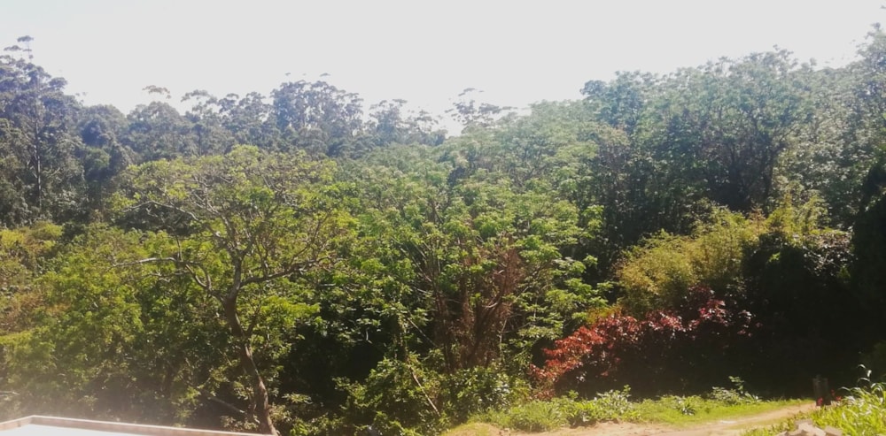 Vacant land for sale in Albersville - 1PX1632936 Vacant land for sale in Albersville - 1PX1632936