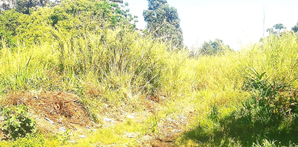 Vacant land for sale in Albersville - 1PX1632936 Vacant land for sale in Albersville - 1PX1632936