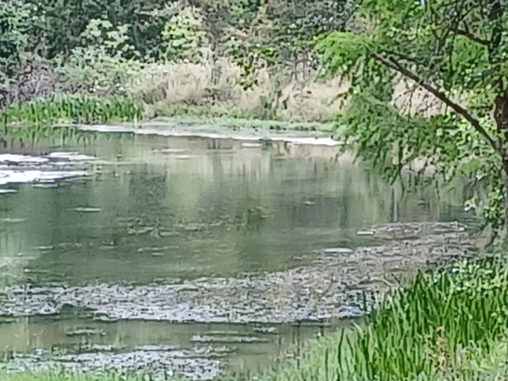 Smallholding sold in Dargle - 1PM1632972 Smallholding sold in Dargle - 1PM1632972