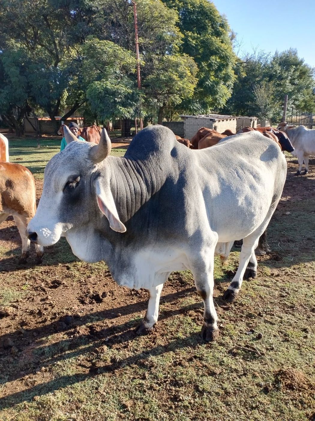 Mixed use farm sold in Vanderbijlpark - 1VT1633925