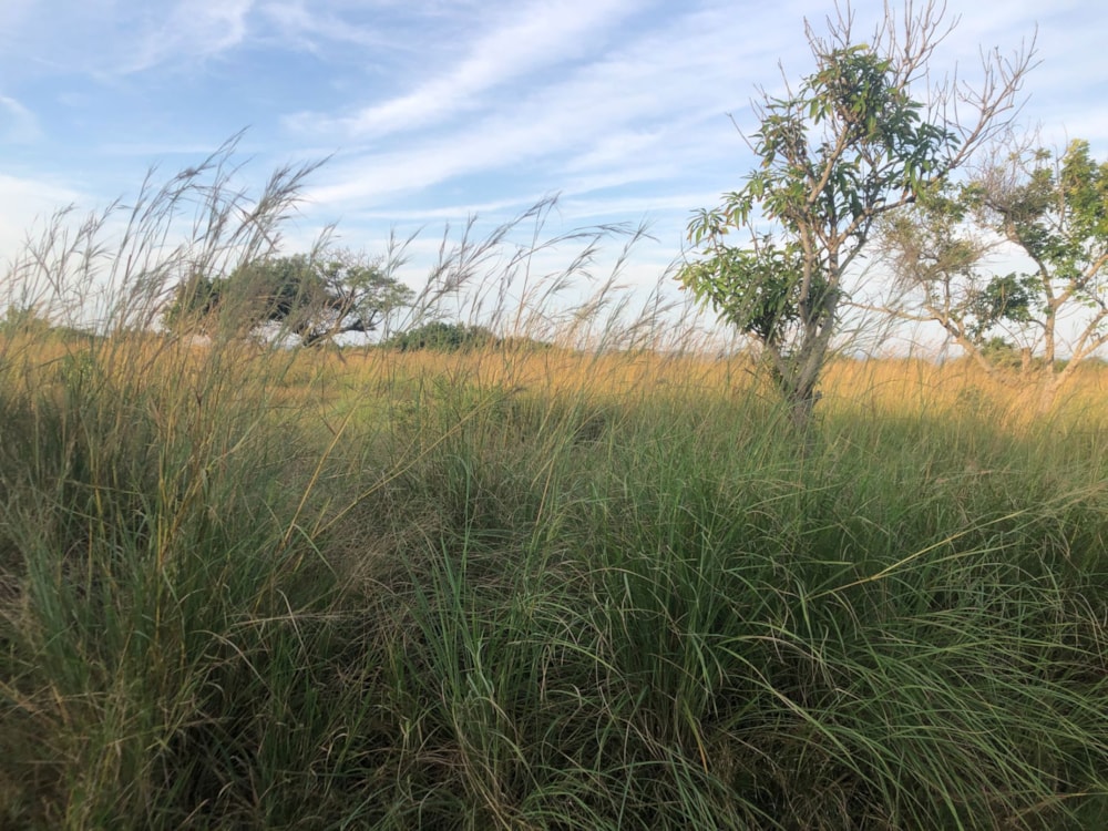 Farm vacant land for investment in Macia, Mozambique - 3MQ1633980 Farm vacant land for investment in Macia, Mozambique - 3MQ1633980