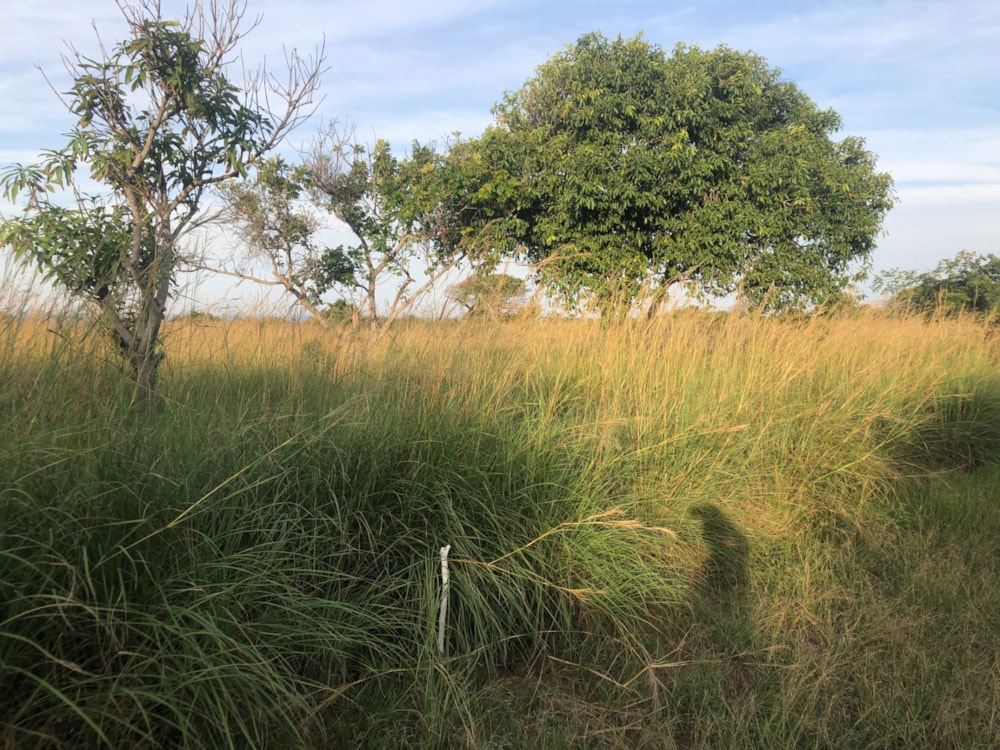 Farm vacant land for investment in Macia, Mozambique - 3MQ1633980 Farm vacant land for investment in Macia, Mozambique - 3MQ1633980