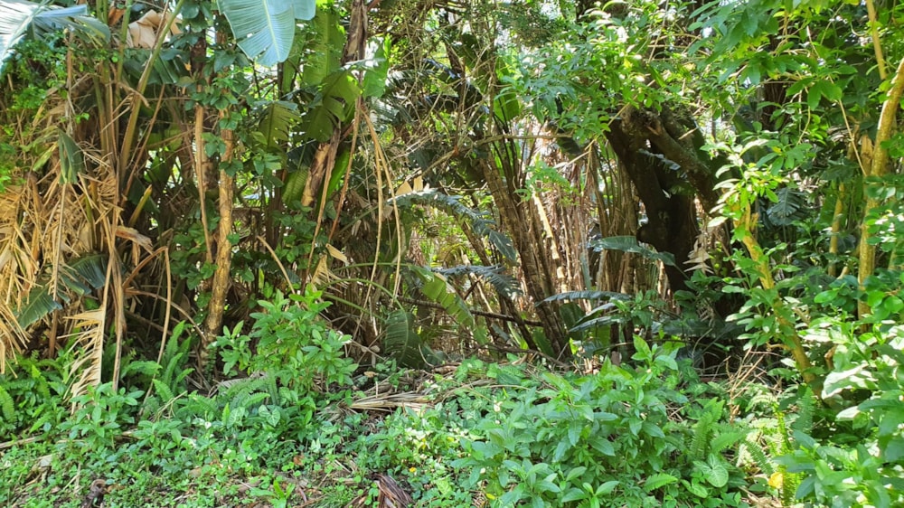 Residential vacant land for sale in Glenmore Beach - 1PD1638369 Residential vacant land for sale in Glenmore Beach - 1PD1638369