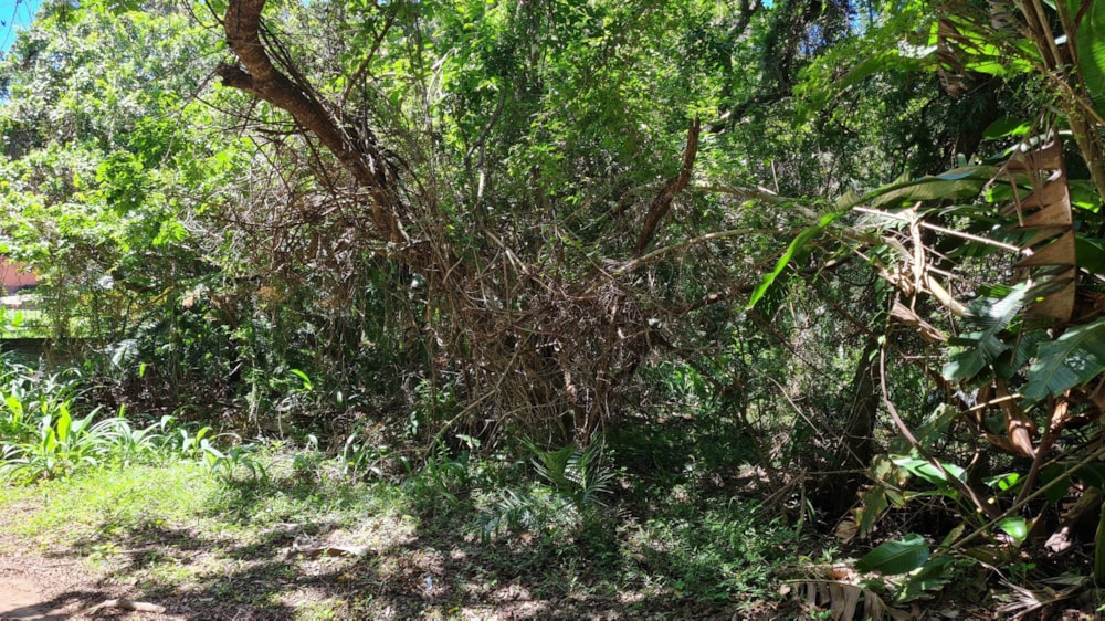 Residential vacant land for sale in Palm Beach - 1PD1621862