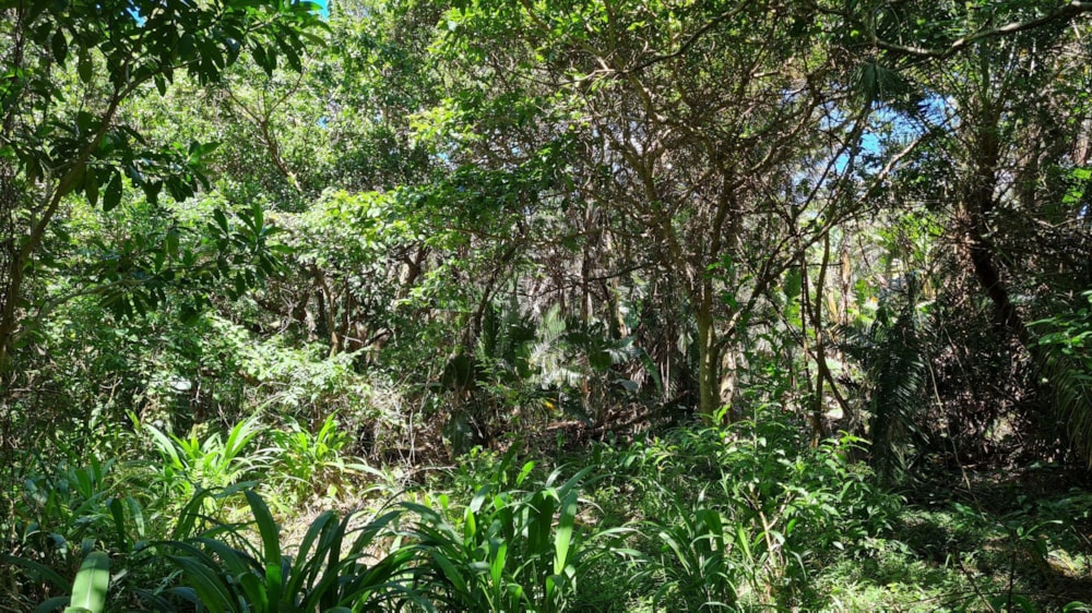 Residential vacant land for sale in Palm Beach - 1PD1621862 Residential vacant land for sale in Palm Beach - 1PD1621862