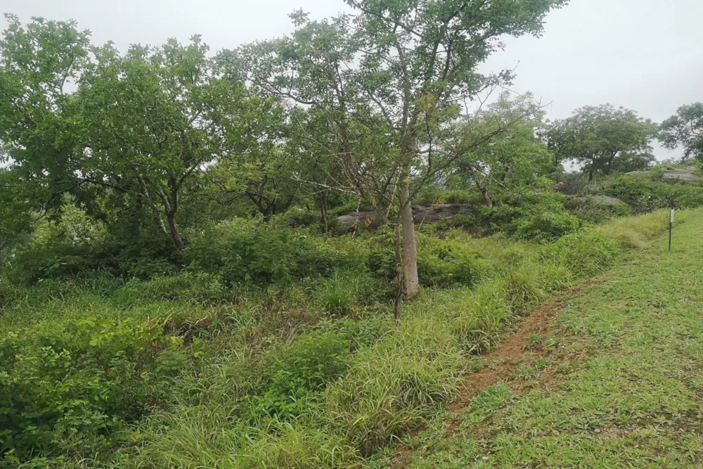 Vacant land for sale in Drum Rock - 1NS1639069