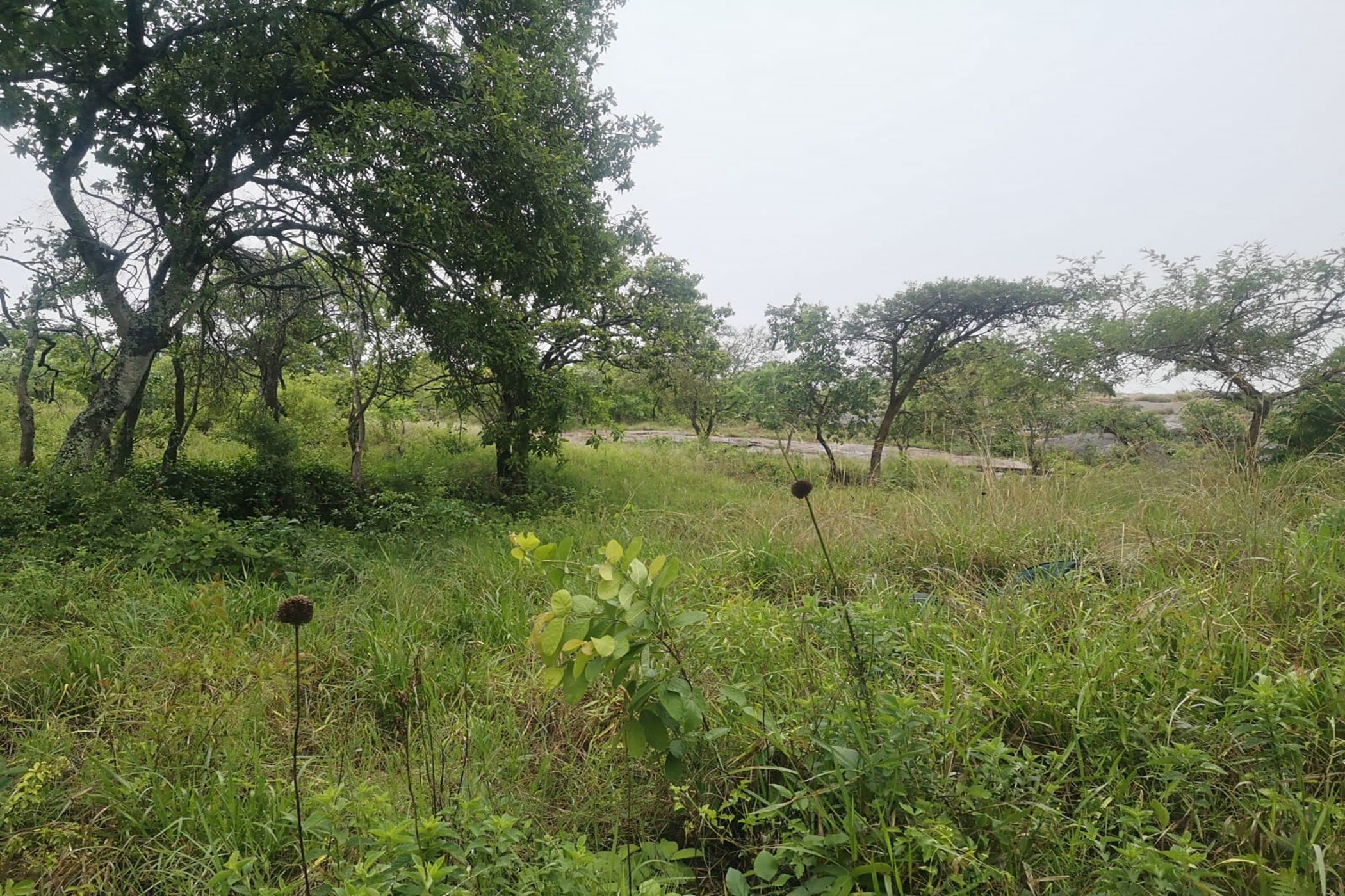 Vacant land for sale in Drum Rock - 1NS1685655