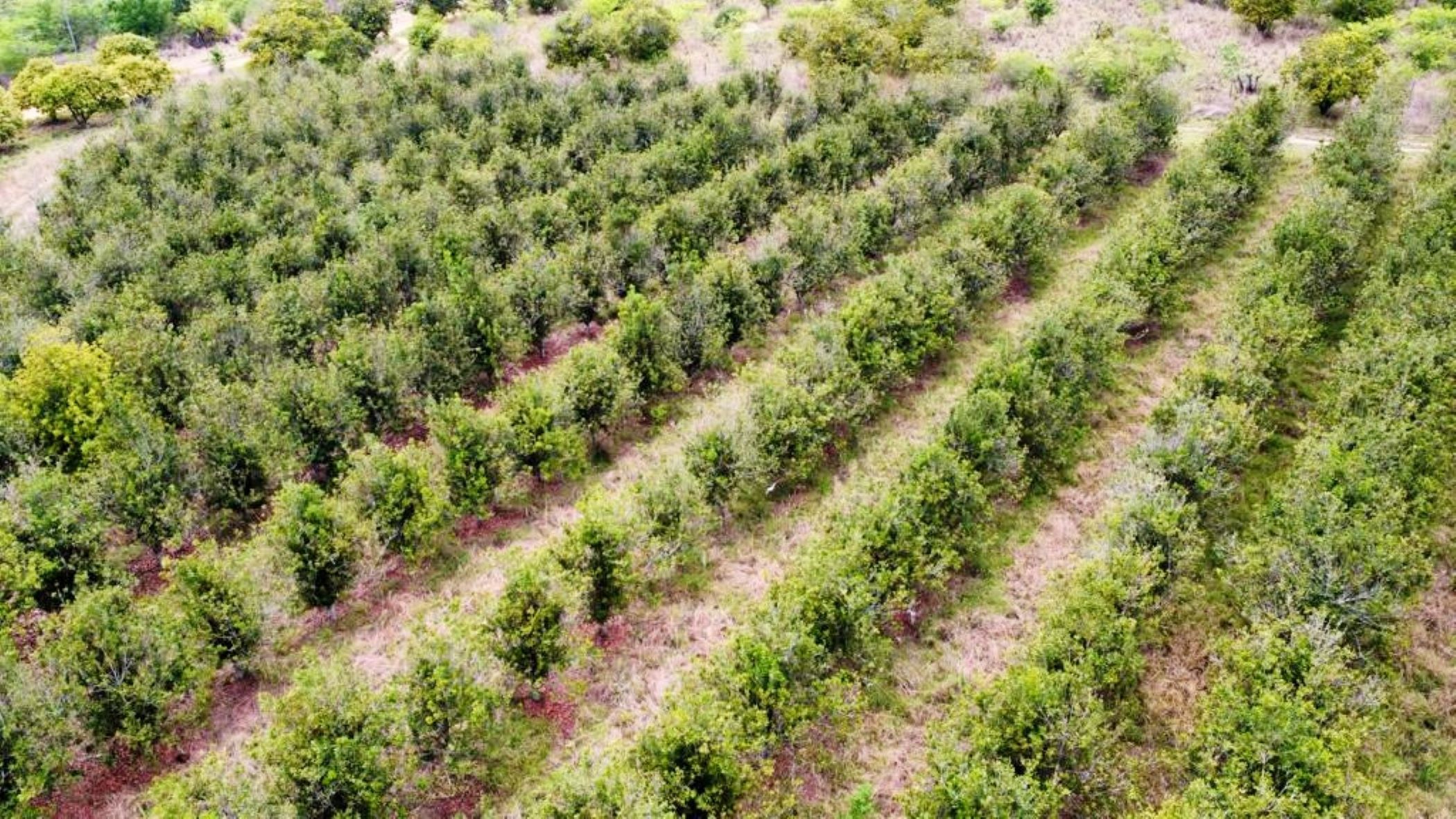 Aquaculture farm for sale in Tzaneen, Limpopo Province - 1TA1636005