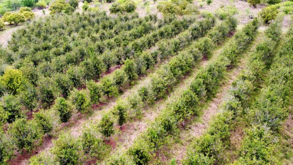 Aquaculture farm for sale in Tzaneen, Limpopo Province - 1TA1636005 Aquaculture farm for sale in Tzaneen, Limpopo Province - 1TA1636005