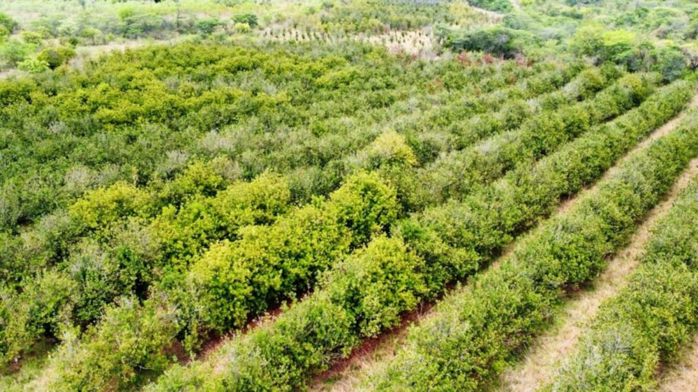 Aquaculture farm for sale in Tzaneen, Limpopo Province - 1TA1636005 Aquaculture farm for sale in Tzaneen, Limpopo Province - 1TA1636005