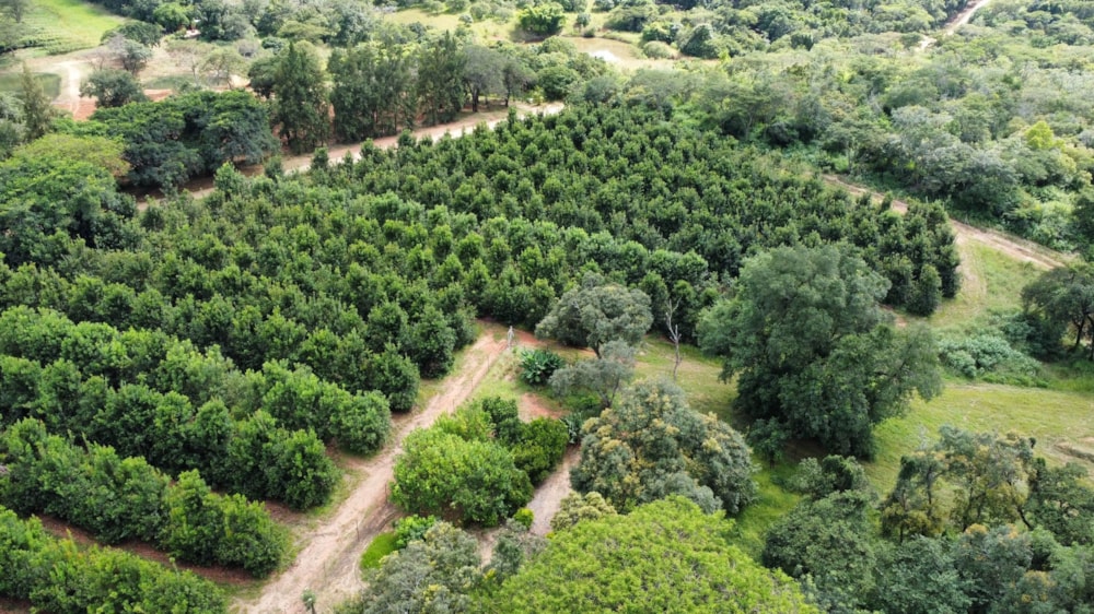 Smallholding for sale in Tzaneen, Limpopo Province - 1TA1667737