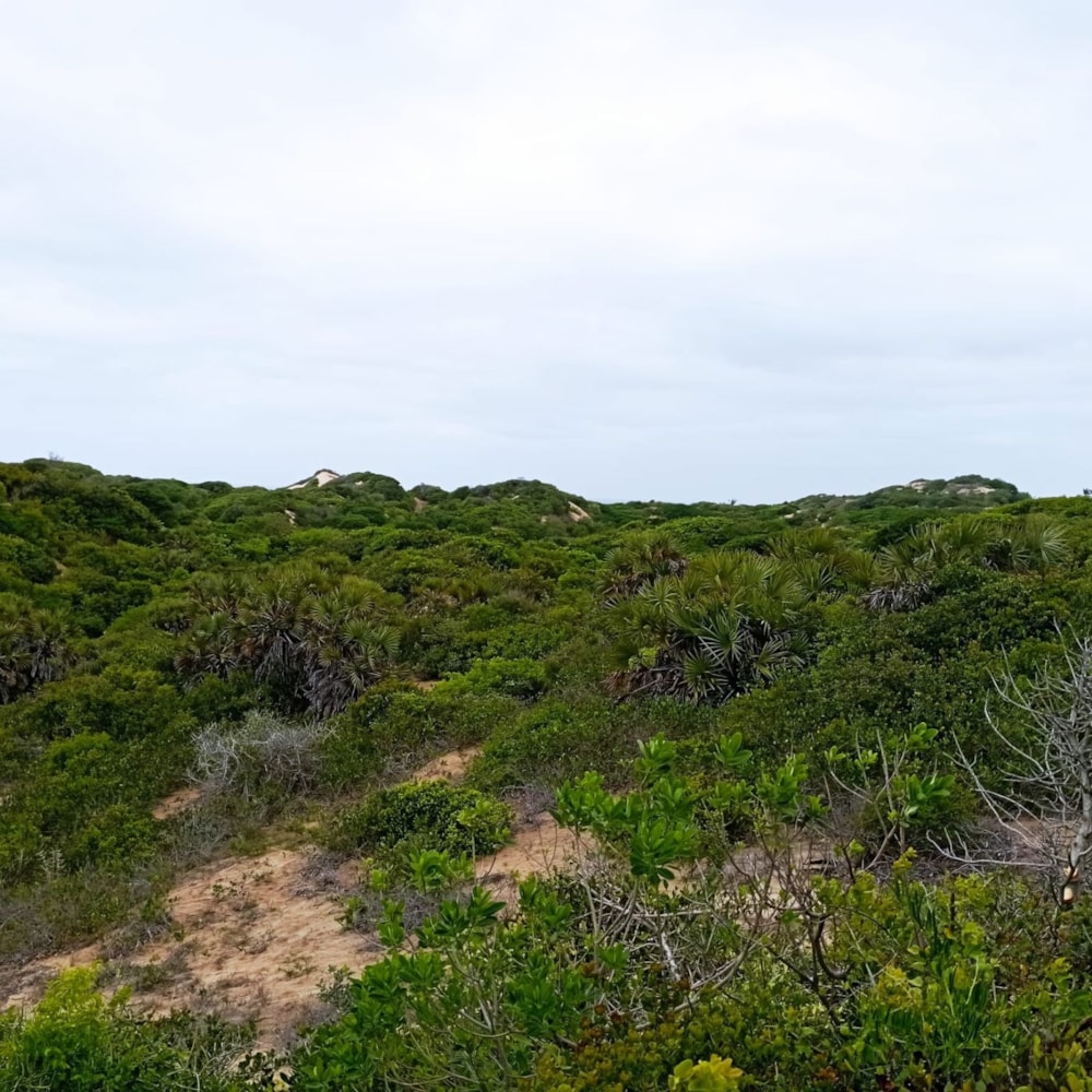 Vacant land for investment in Praia do Tofo, Mozambique - 3MQ1636652 Vacant land for investment in Praia do Tofo, Mozambique - 3MQ1636652