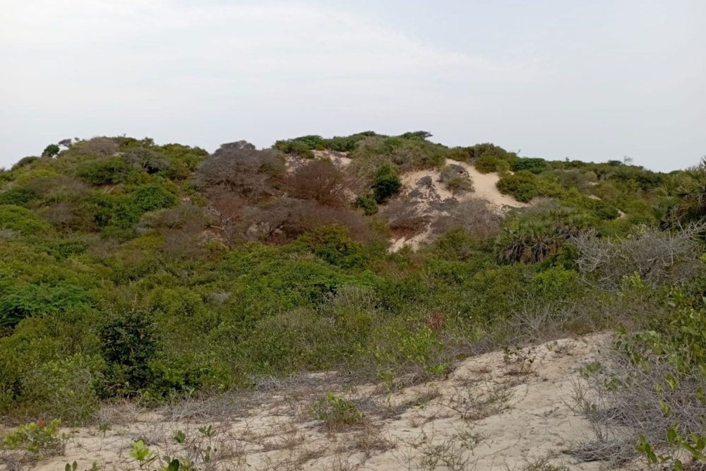 Vacant land for investment in Praia do Tofo, Mozambique - 3MQ1636652 Vacant land for investment in Praia do Tofo, Mozambique - 3MQ1636652