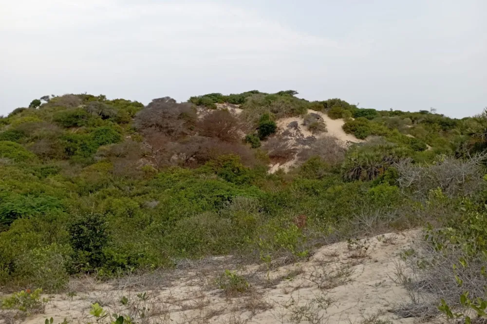 Vacant land for investment in Tofo, Mozambique - 3MQ1636652 Vacant land for investment in Tofo, Mozambique - 3MQ1636652