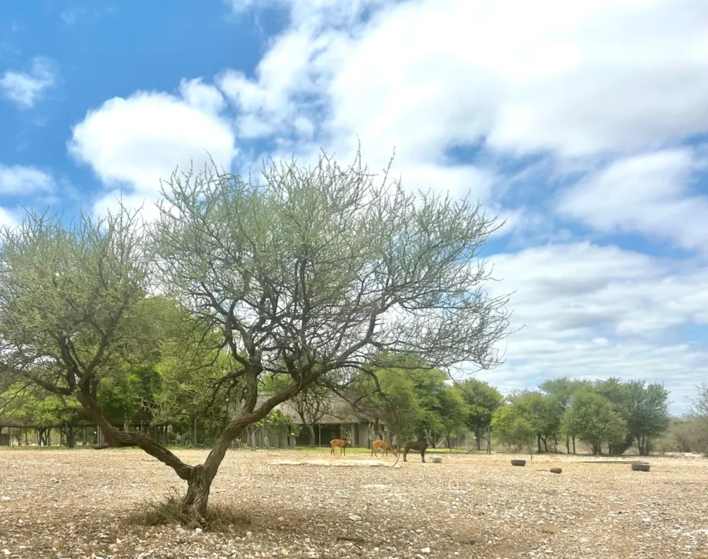 Game farm for sale in Alldays - 1PS1638162