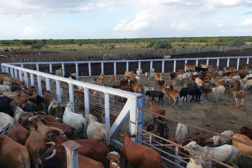 Dairy farm for sale in Chokwé, Mozambique - 3MQ1638244