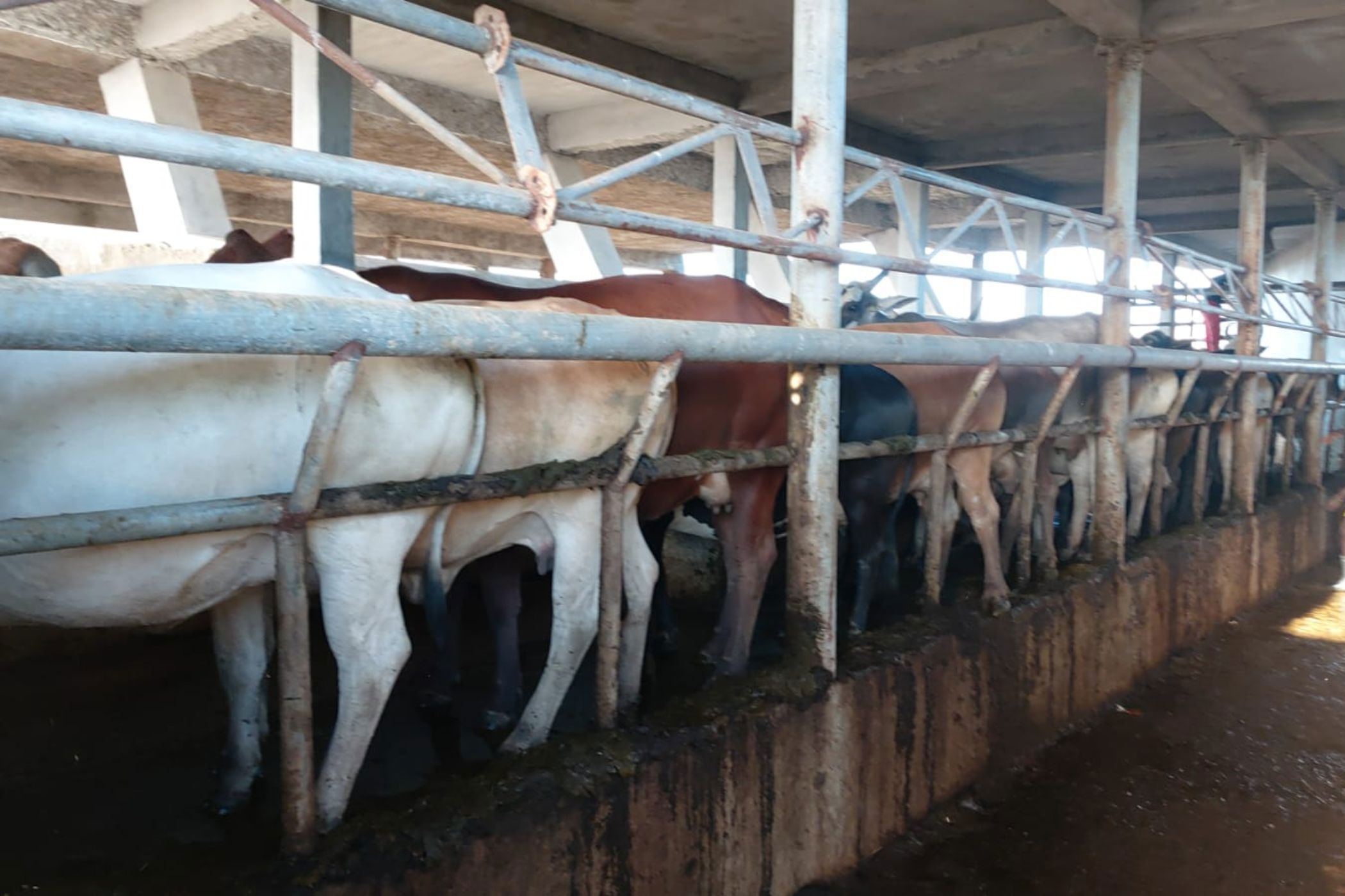 Dairy farm for sale in Chokwé, Mozambique - 3MQ1638244