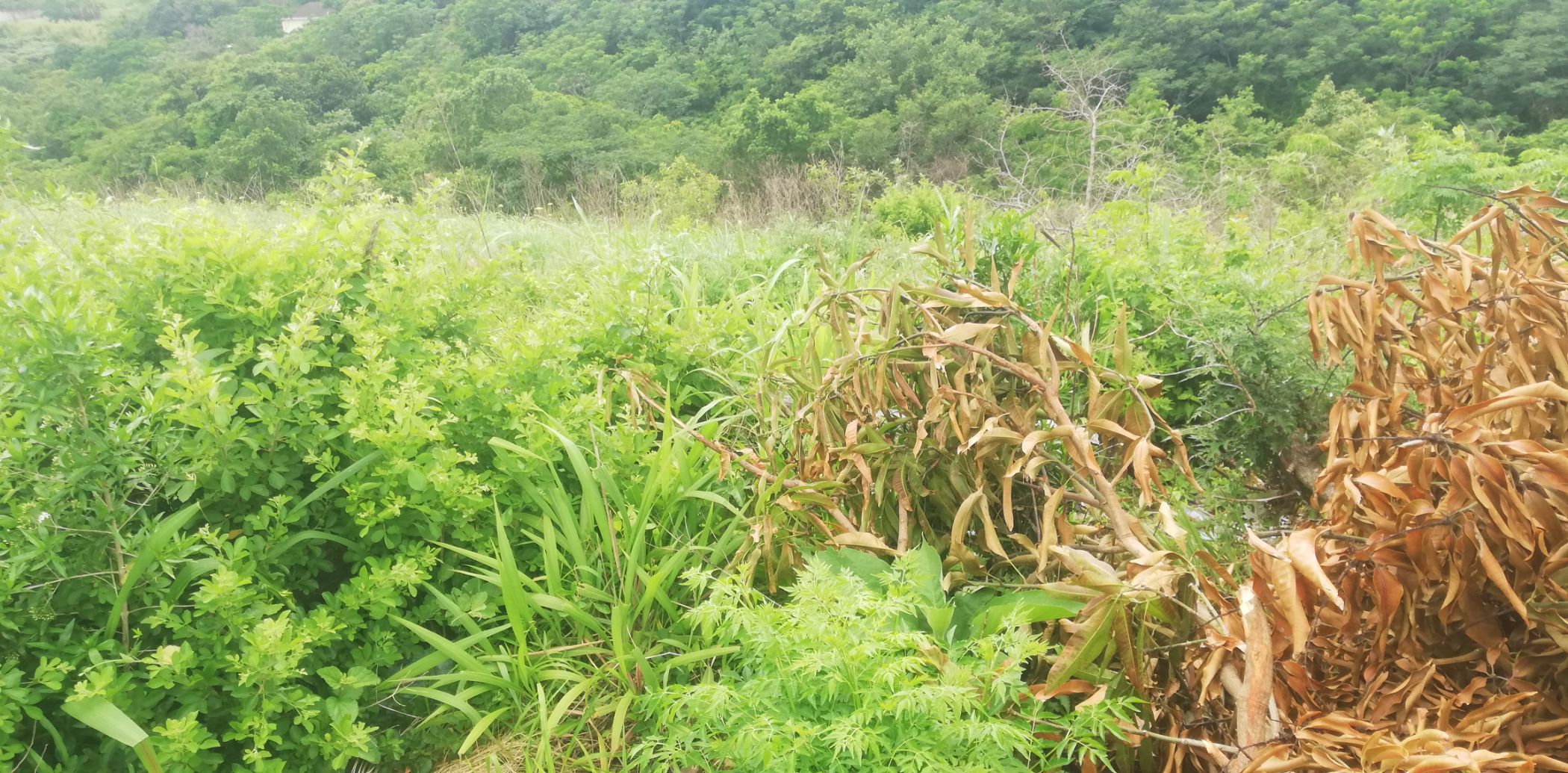 Vacant land for sale in Marburg - 1PX1638261