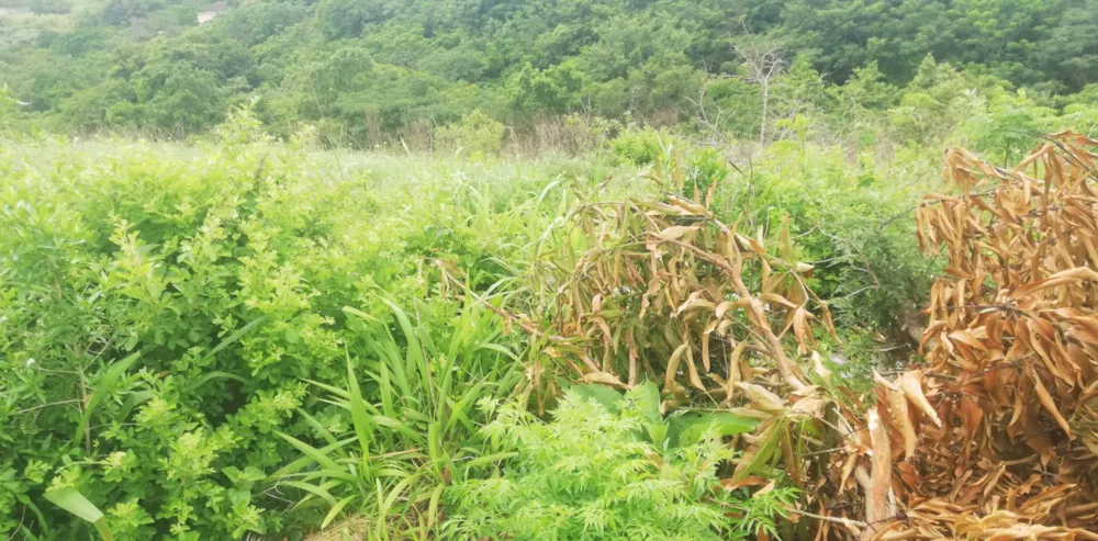 Vacant land for sale in Marburg - 1PX1638261 Vacant land for sale in Marburg - 1PX1638261