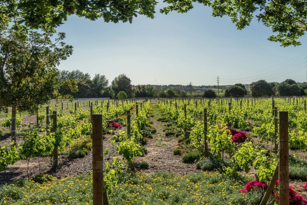 House for sale in Val de Vie Estate - VLV1632907 House for sale in Val de Vie Estate - VLV1632907