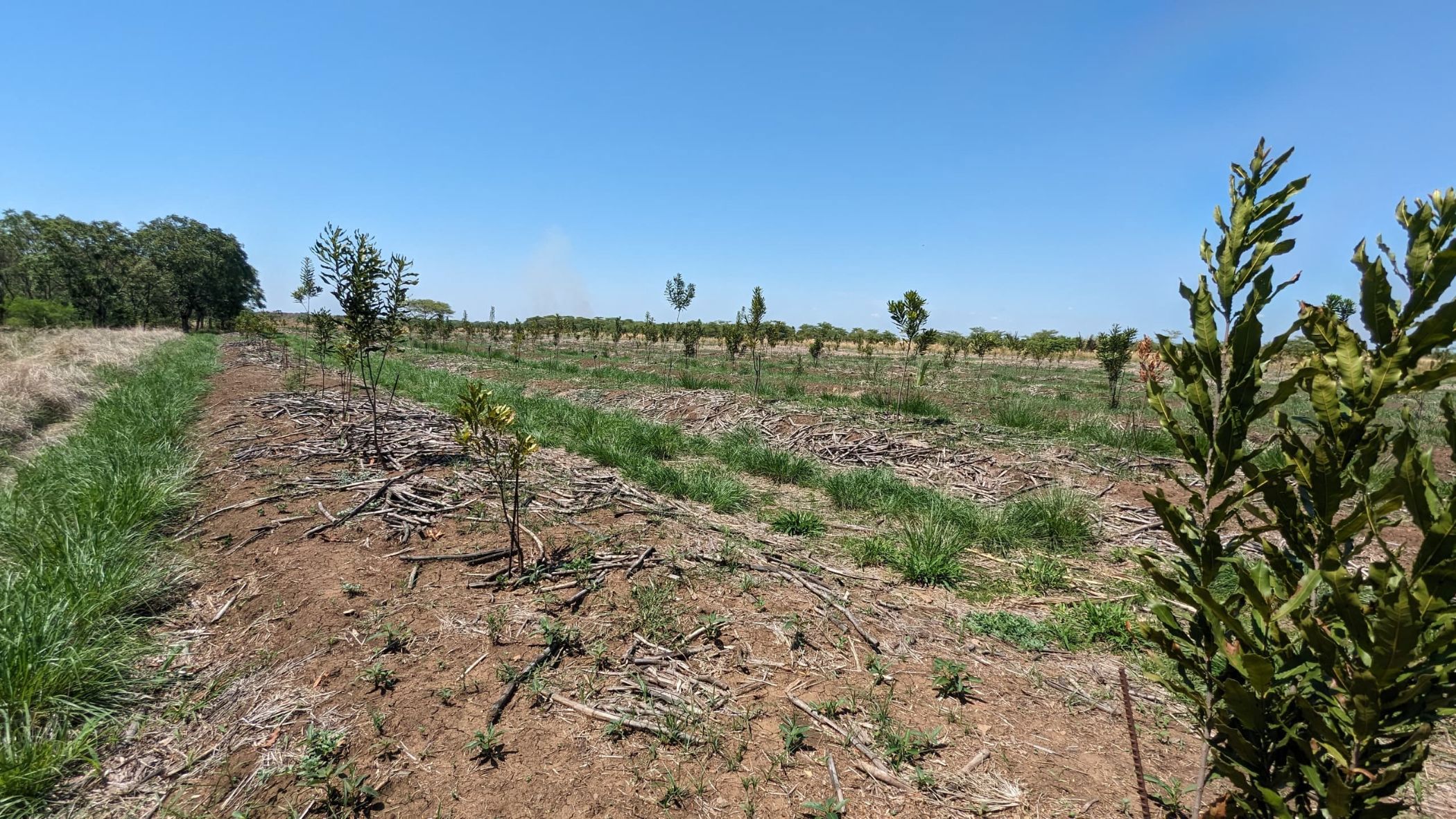 Nut farm for sale in Makeni, Zambia - 3ZA1639854