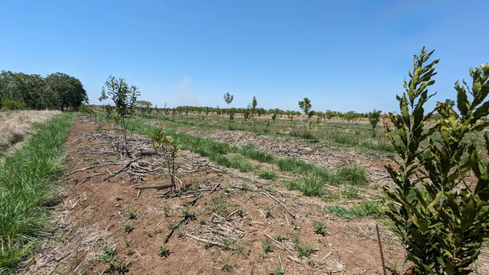 Nut farm for sale in Makeni, Zambia - 3ZA1639854