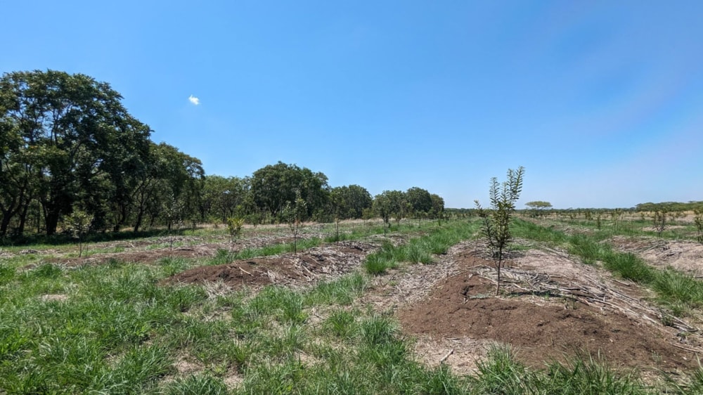 Nut farm for sale in Makeni, Zambia - 3ZA1639854