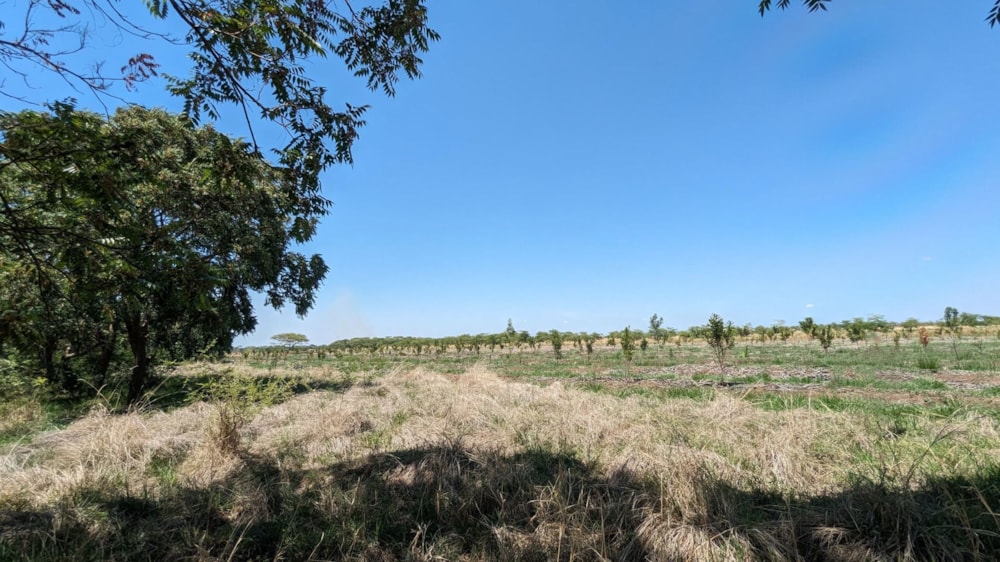 Nut farm for sale in Makeni, Zambia - 3ZA1639854