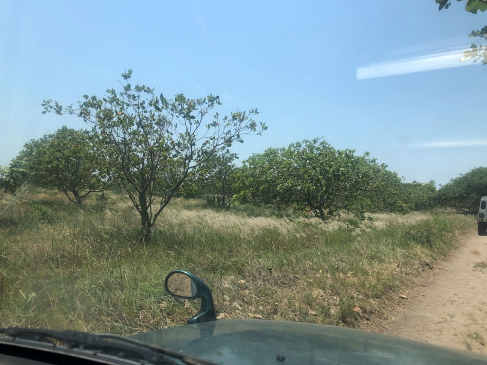 Vacant land for investment in Praia de Macaneta, Mozambique - 3MQ1639627 Vacant land for investment in Praia de Macaneta, Mozambique - 3MQ1639627